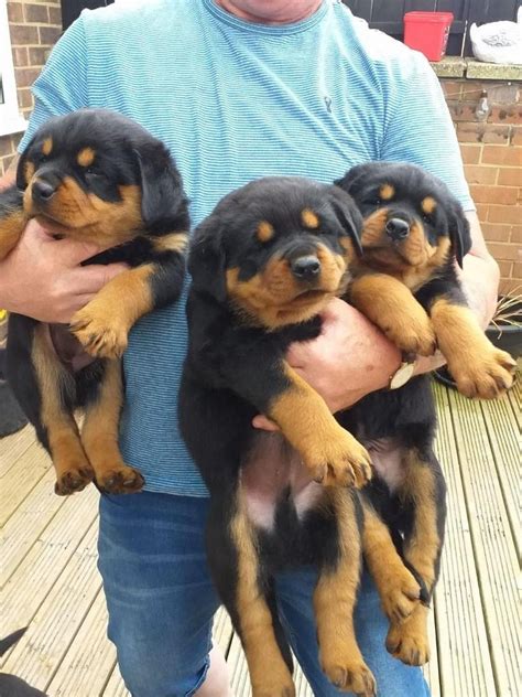 rottweiler puppies alabama|More.